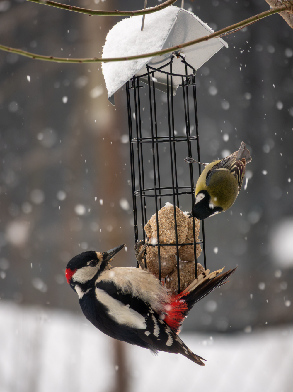 Casa Majestății Sale